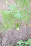Knollenfenchel