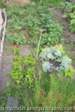 Erdbeerbeet