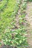 Erdbeeren