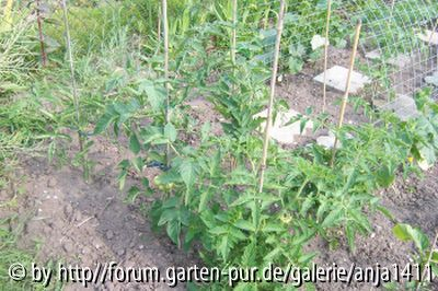 Gurkentom