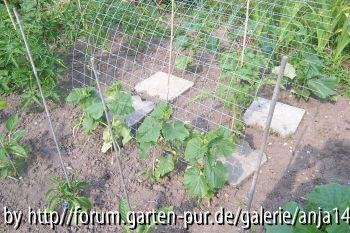 Gurken
