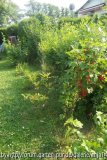 Beeren