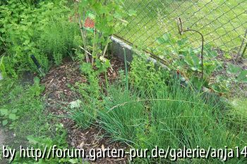 Kräuter5