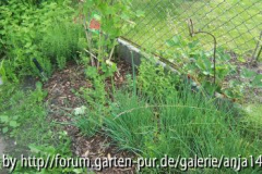 Kräuter5