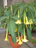 CIMG1662_600x600_90KB.jpg