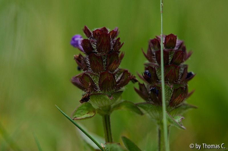 In der Wiese 02