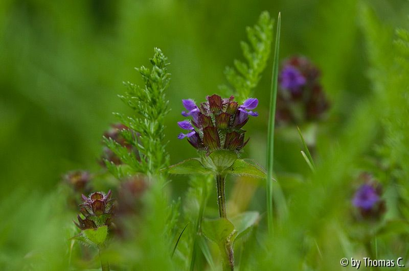 In der Wiese 01
