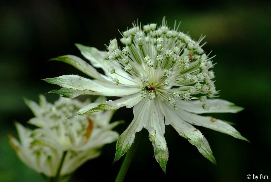 Astrantia Sturdza 14-06-2008