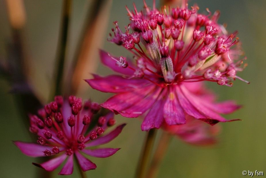 Astrantia Roma 14-06-2008