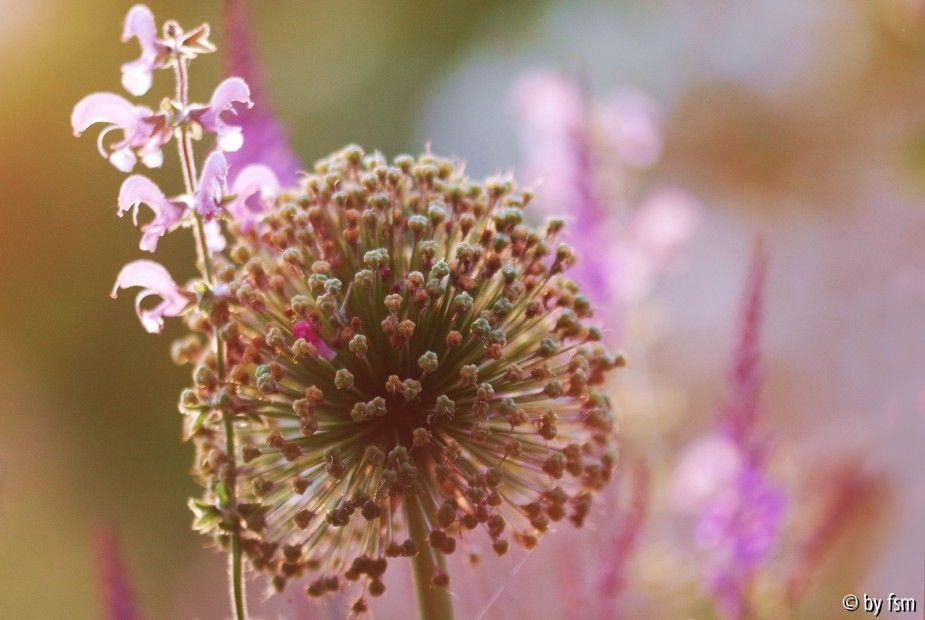 Allium 1 14-06-2008