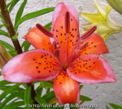 Lilium Red Electric