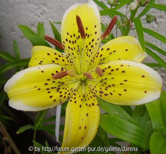 Lilium Electric Yellow