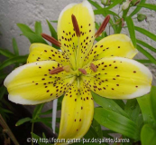 Lilium Yellow Electric