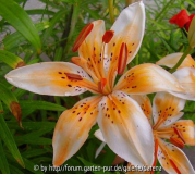 Lilium Orange Electric