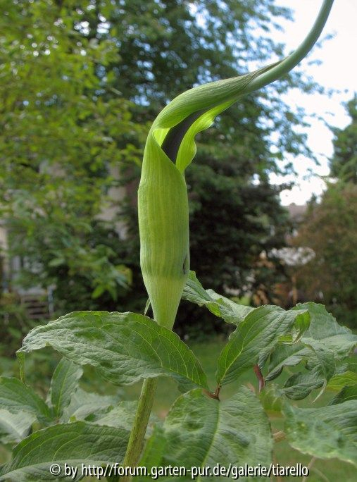 Arisaema tortuosum