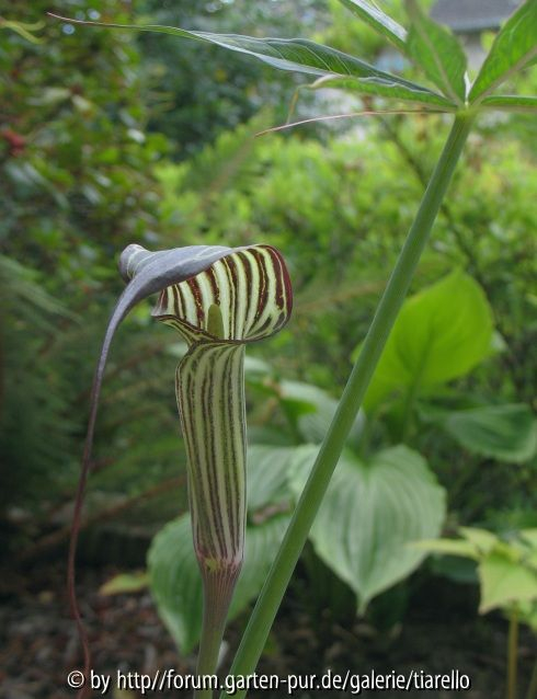 Arisaema ciliatum var. liubaense