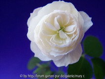 Crema