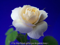 Gloria