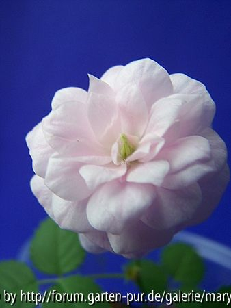 Seerose II