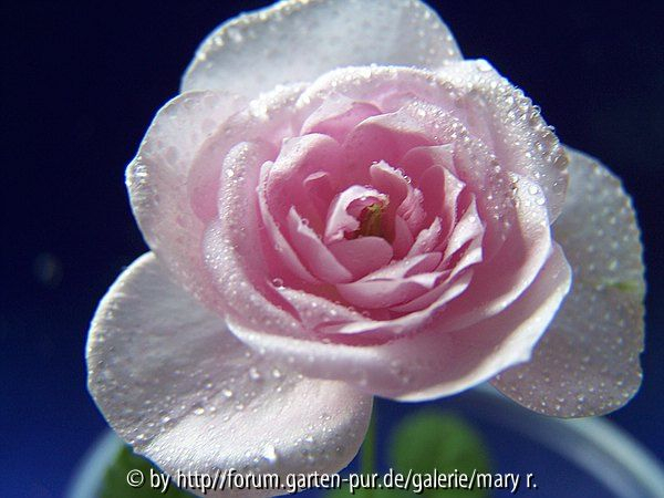 Seerose I