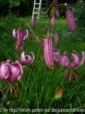 Türkenbund (Lilium martagon)