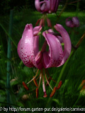 Türkenbund (Lilium martagon)