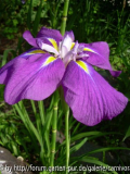 Japanische Sumpf-Iris (Iris kaempferii)