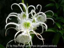 Trompetenspinne (Hymenocallis festalis)