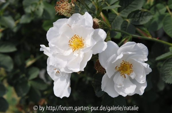 Sappho Juni 2008 Rosarium Sangerhausen