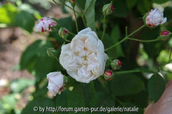 Baltimore Belle Rosarium Sangerhausen