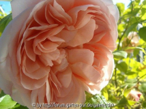 Ambridge-Rose