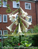 Cardiocrinum 2008 I
