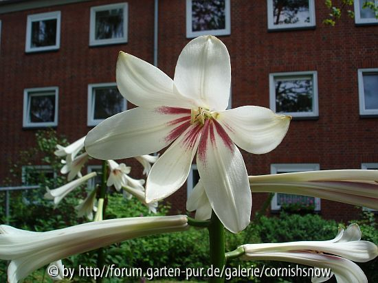 Cardiocrinum 2008 II