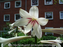 Cardiocrinum 2008 II