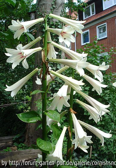 Cardiocrinum 2008 III