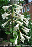 Cardiocrinum 2008 III
