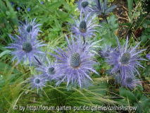 Eryngium alpinum III