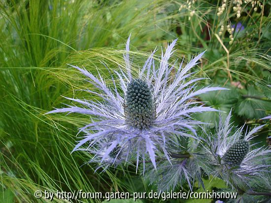 Eryngium alpinum IV