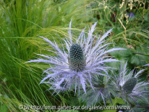 Eryngium alpinum IV