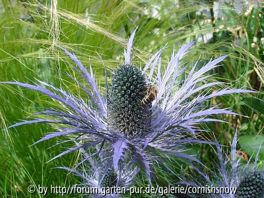 Eryngium alpinum V