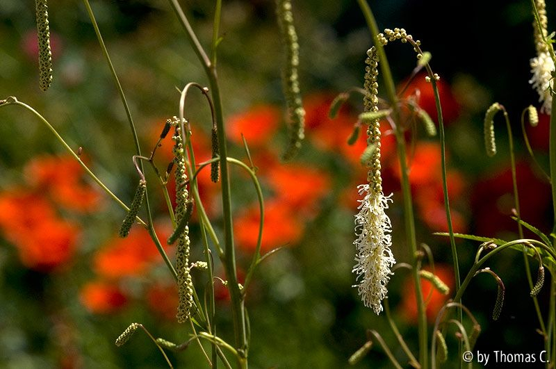 Sanguisorba durcheinander