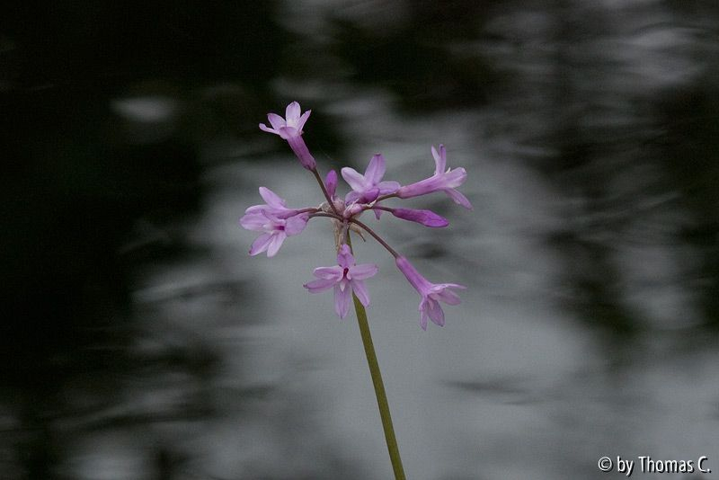 Thulbachie über den Wassern