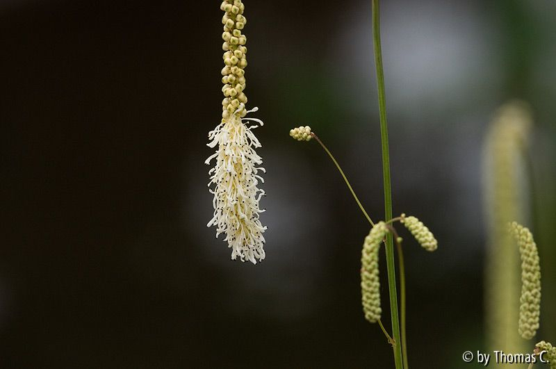 Sanguisorba streng arrangiert