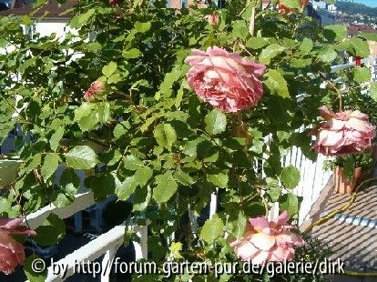 Jubilee Hochstamm