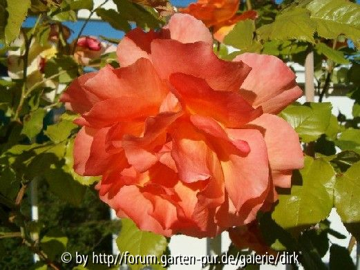 Westerland