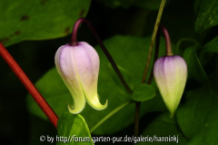 Clematis morefieldii