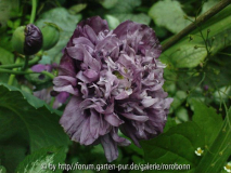 mohn gefüllt blaubeerfarben.jpg