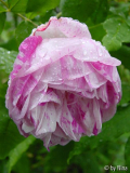 Honorine de Brabant