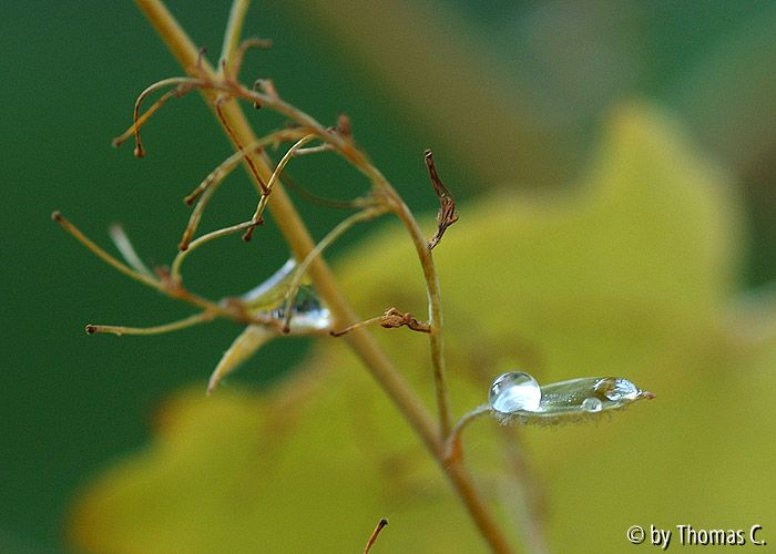 Tropfen auf Federmohn-Blatt