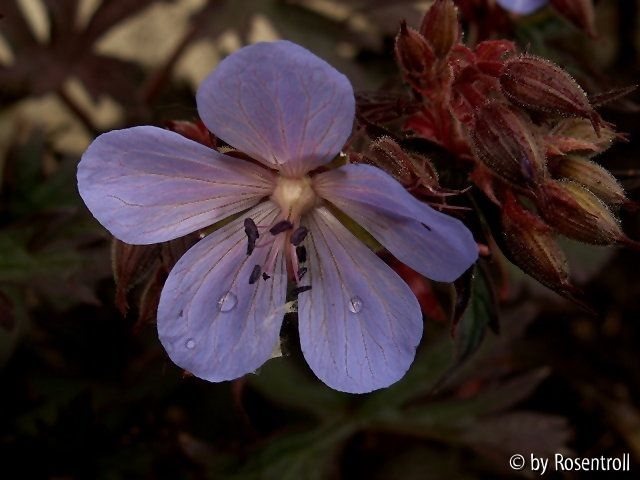 Geranium pratense Black Beauty